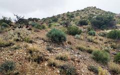 Echinocereus engelmannii engelmannii