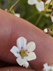 Eremogone capillaris