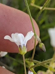 Eremogone capillaris
