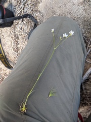 Eremogone capillaris