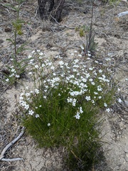 Eremogone capillaris