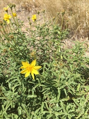 Helianthus cusickii