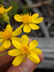 Senecio lugens