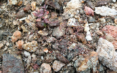 Nemacladus orientalis