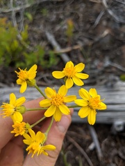 Senecio lugens