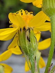 Senecio lugens