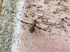 Idana marginata