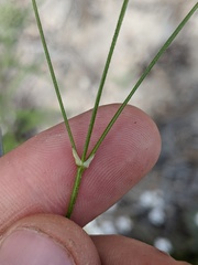 Eremogone capillaris