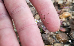 Nemacladus orientalis