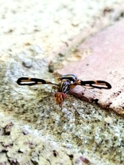 Idana marginata