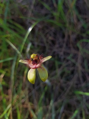 Caladenia discoidea