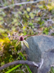 Caladenia macrostylis
