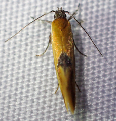 Batia lunaris