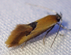 Batia lunaris