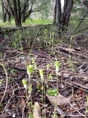 Pterostylis ectypha