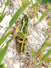 Pamphagus marmoratus