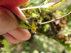 Pleurothallis dibolia