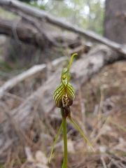 Pterostylis barbata