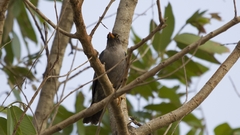 Turdus simillimus