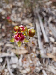 Drosera calycina