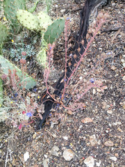 Phacelia campanularia campanularia
