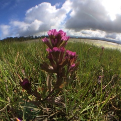 Castilleja ambigua humboldtiensis