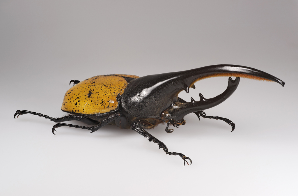 Dynastes ecuatorianus