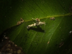 Cyphosticha panconita