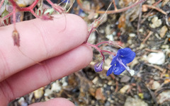Phacelia campanularia campanularia