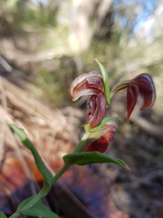 Pterostylis orbiculata