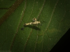 Cyphosticha panconita