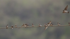 Petrochelidon fluvicola