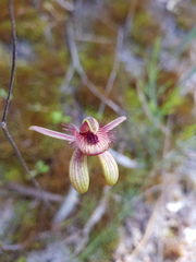 Caladenia discoidea