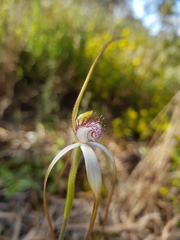 Caladenia longicauda longicauda