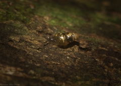Tornatellinops jacksonensis
