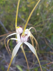 Caladenia longicauda longicauda