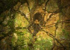 Plesioballarra crinis