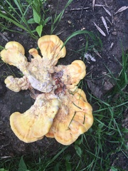 Laetiporus sulphureus
