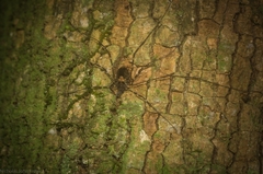 Plesioballarra crinis