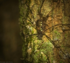 Plesioballarra crinis