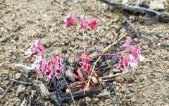 Sidotheca emarginata