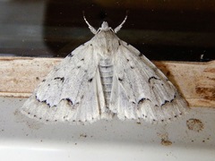 Acronicta innotata