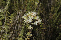 Origanum majorana