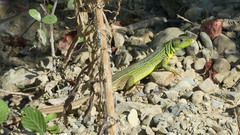 Lacerta trilineata major