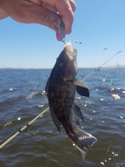 Centropristis striata