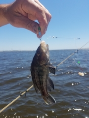 Centropristis striata