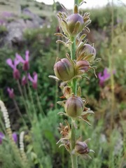 Linaria aeruginea