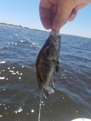 Centropristis striata