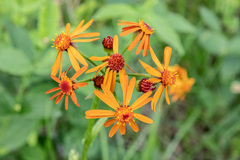 Tephroseris porphyrantha