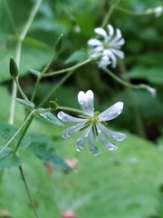 Stellaria nemorum